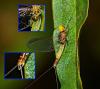 Baetis fuscatus